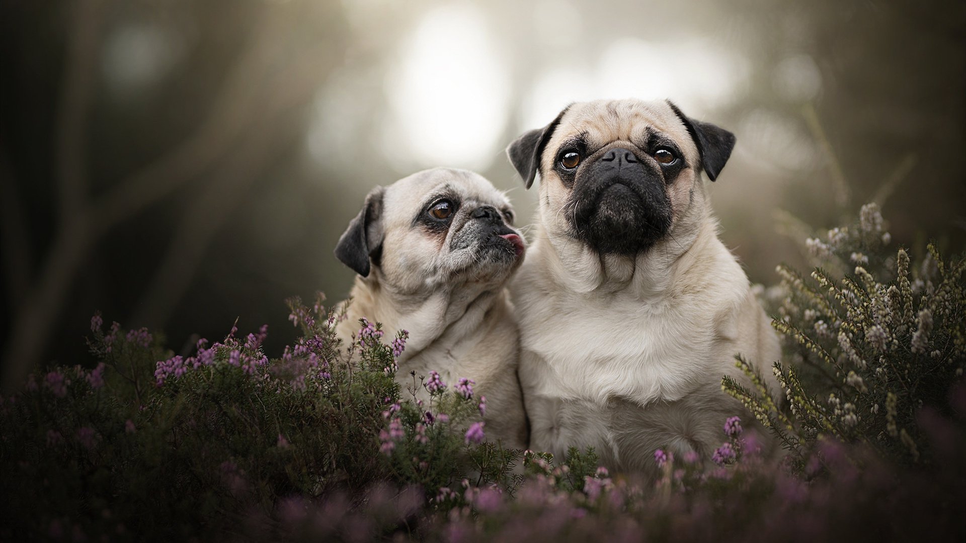 -慢节奏打法是否限制球员创造力发挥，慢节奏打法是否限制球员创造力发挥的原因