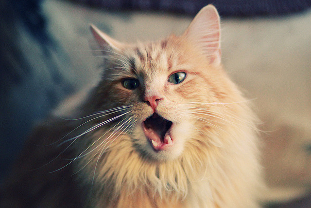 足球品牌建设乏力,足球俱乐部品牌价值