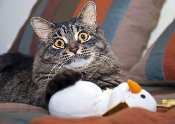 爱游戏体育app-“安赫尔·巴尔博萨的精确反击与无懈可击的突破，帮助阿根廷美洲狮队应对强敌”