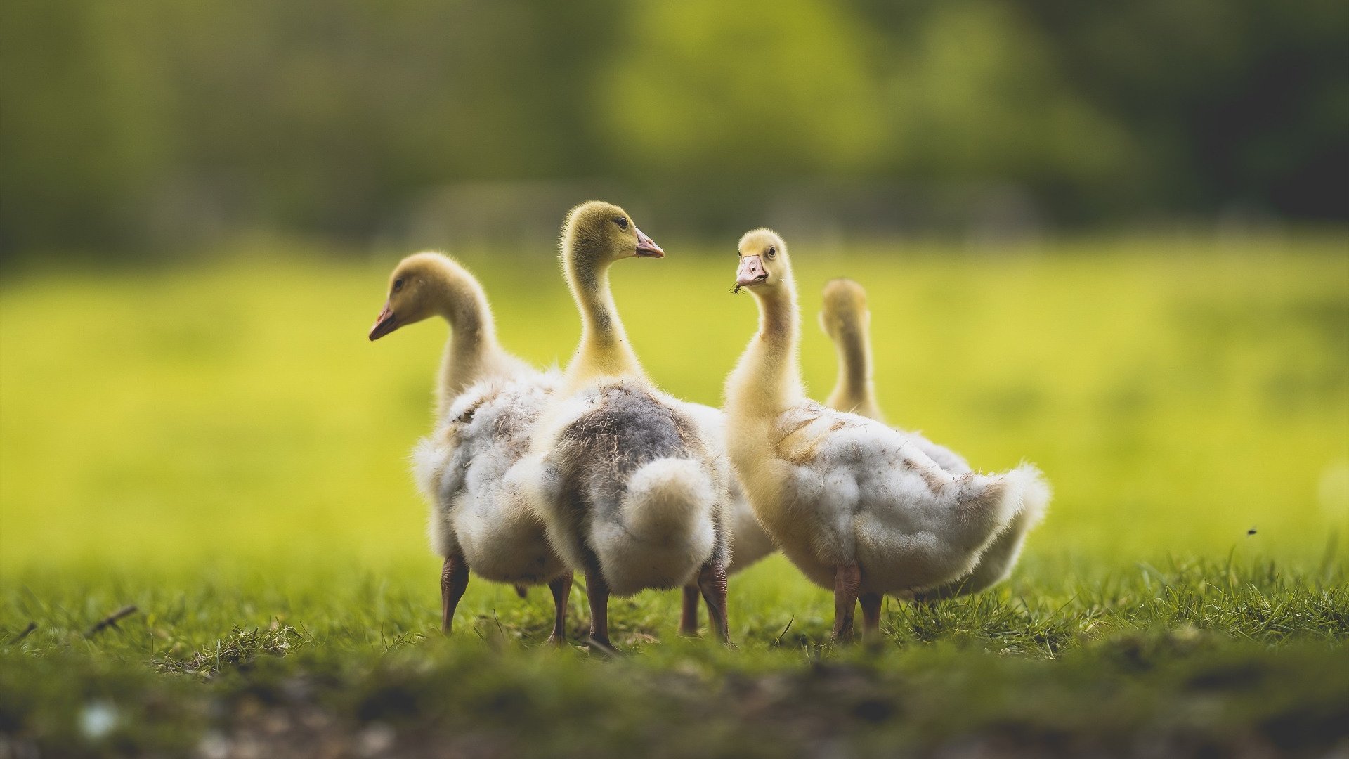 “胡利安·门德斯的精准脚法和远射能力,助力美洲狮队迎接未来挑战”