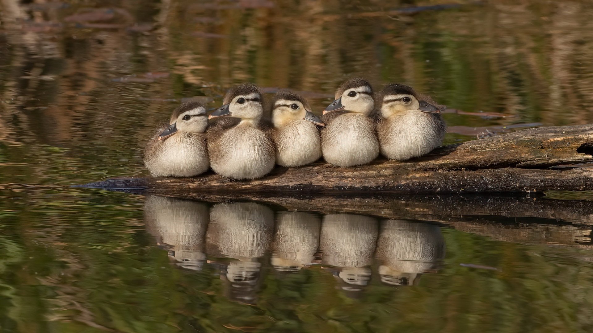 爱游戏官方-中国男篮制定分级晋升机制激发训练竞争活力，中国男篮得分