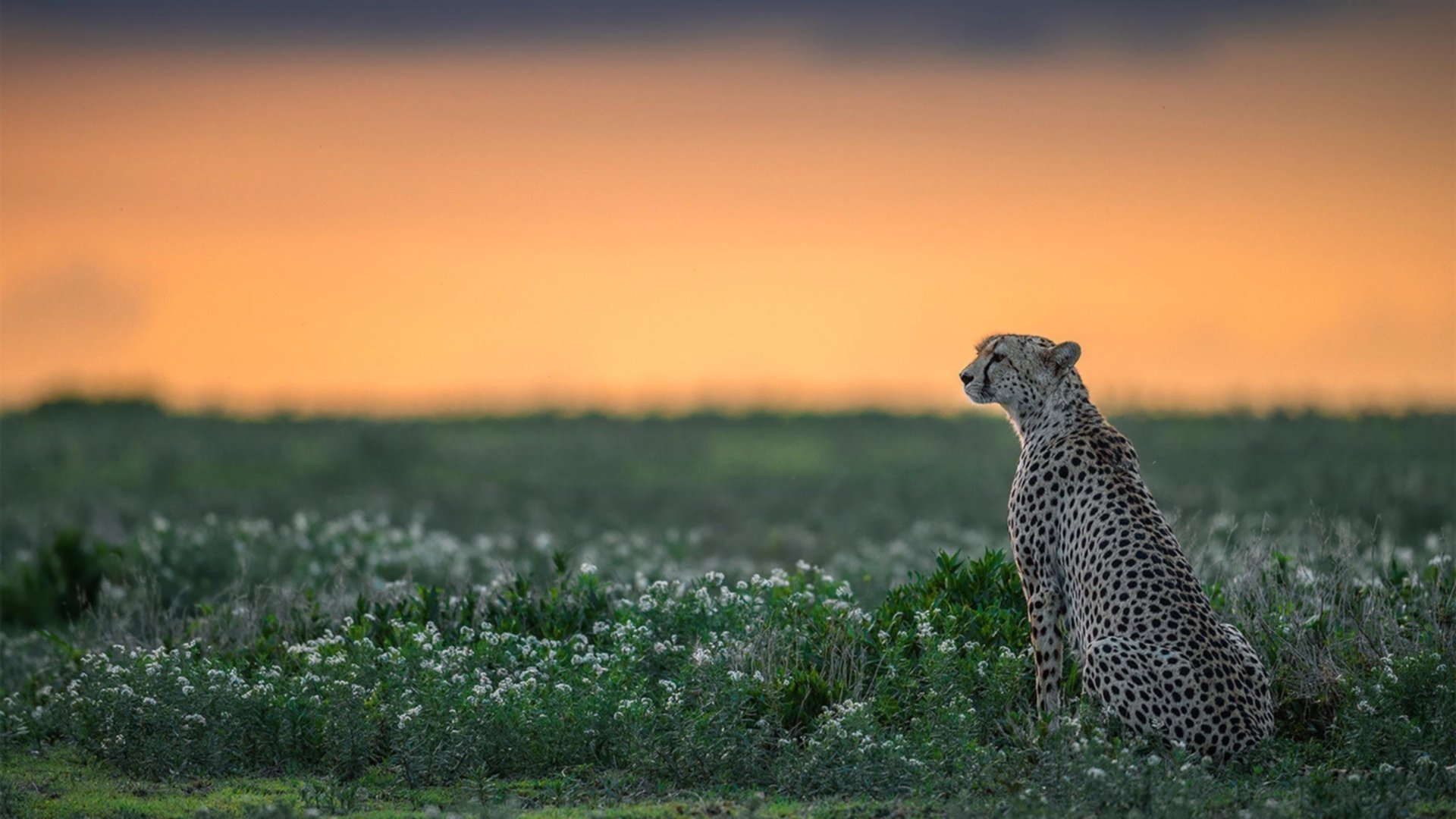 克莱尔稳扎稳打 展现自由泳长项实力,克莱尔jmb