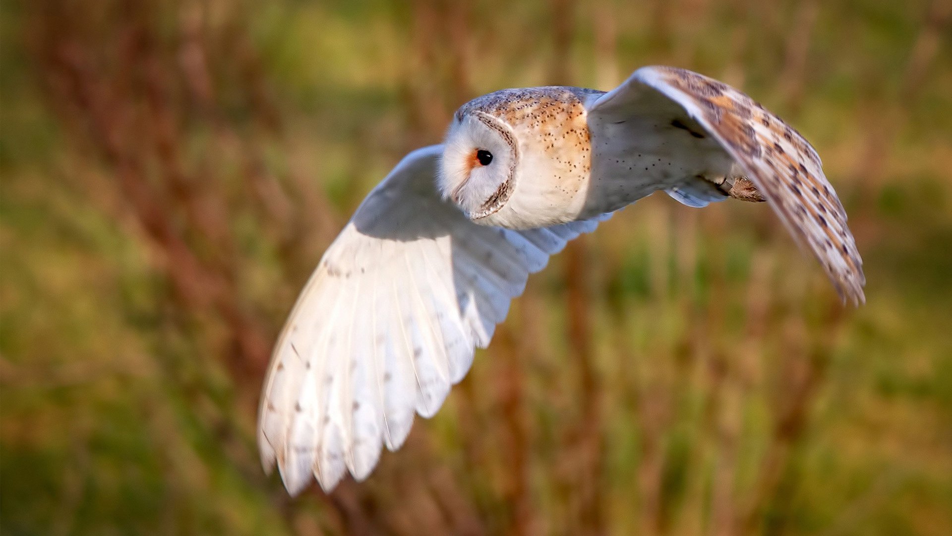 欧洲杯点球大战球员心理解析,欧洲杯点球大战球员心理解析图