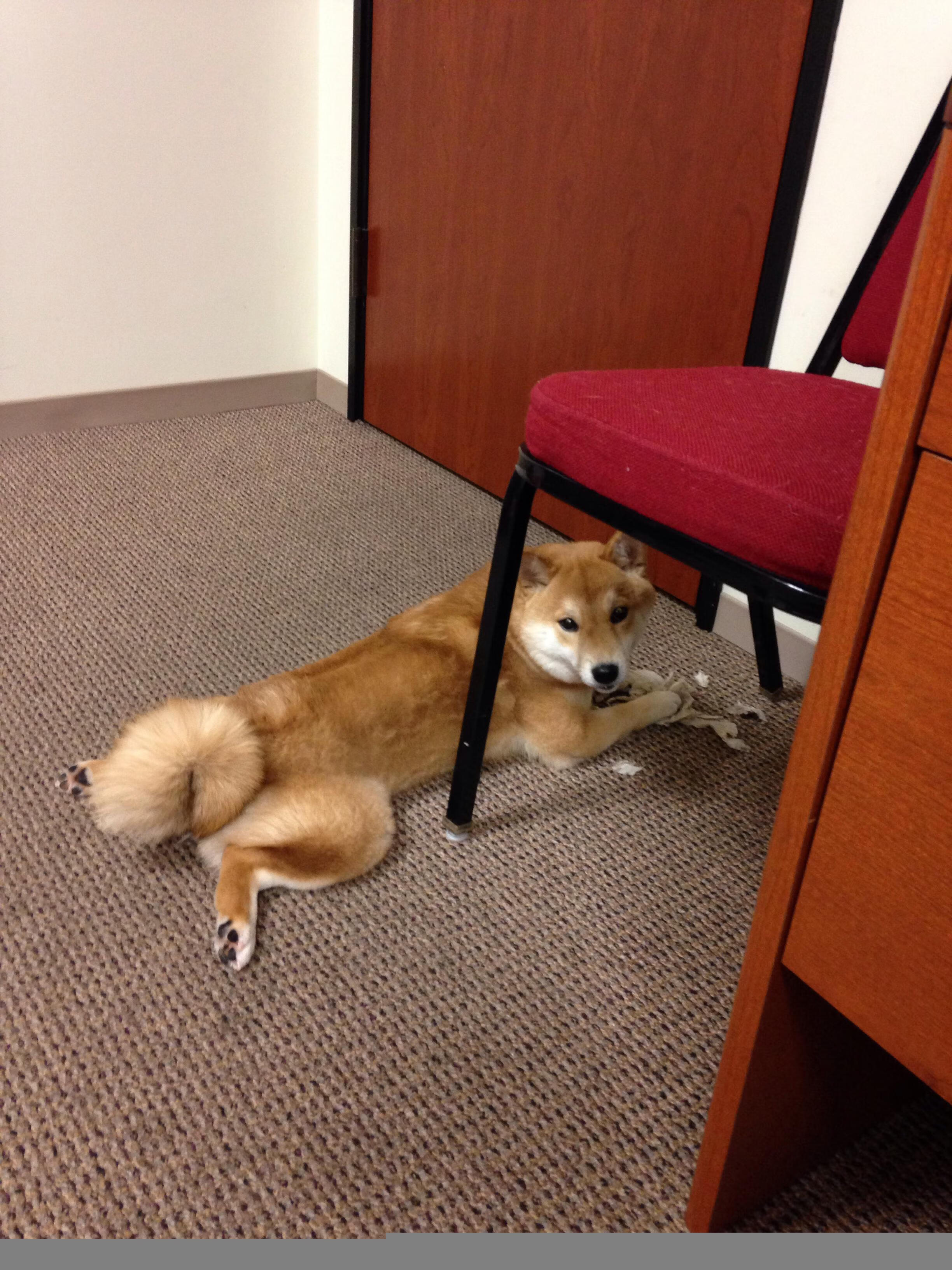 爱游戏体育app-澳大利亚接力队刷新赛会纪录，澳大利亚友谊赛