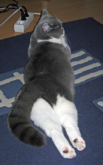 爱游戏体育-陈艺文跳水细节决定成败，跳水运动员陈艺文是哪里人