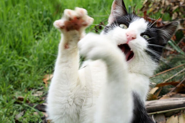 马拉维男篮在非洲锦标赛中持续夺冠，体育实现新跨越，马拉维是非洲国家吗