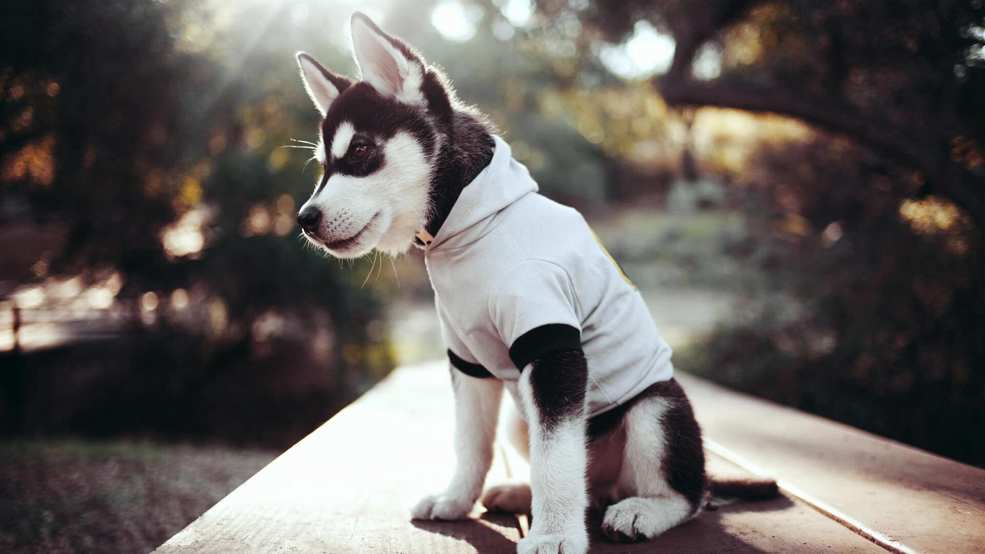 爱游戏体育APP下载-Brown 身体素质强比赛活跃，身体素质展示视频